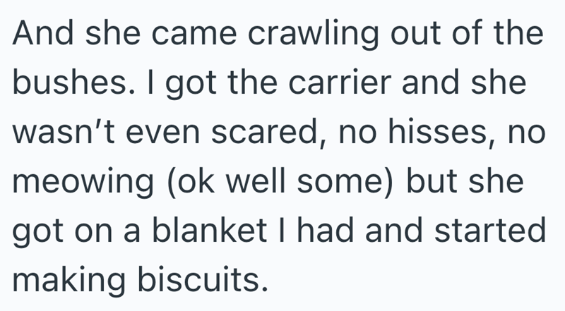 And she came crawling out of the bushes. I got the carrier and she wasn't even scared, no hisses, no meowing (ok well some) but she got on a blanket I had and started making biscuits.