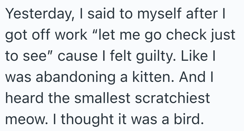 Yesterday, I said to myself after I got off work "let me go check just to see" cause I felt guilty. Like I was abandoning a kitten. And I heard the smallest scratchiest meow. I thought it was a bird.