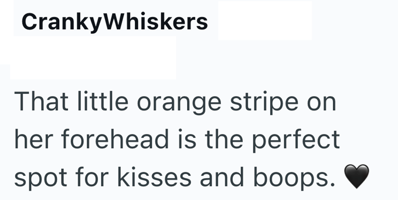 CrankyWhiskers That little orange stripe on her forehead is the perfect spot for kisses and boops.