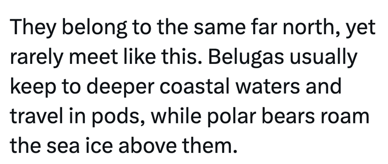 They belong to the same far north, yet rarely meet like this. Belugas usually keep to deeper coastal waters and travel in pods, while polar bears roam the sea ice above them.