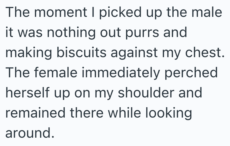 The moment I picked up the male it was nothing out purrs and making biscuits against my chest. The female immediately perched herself up on my shoulder and remained there while looking around.