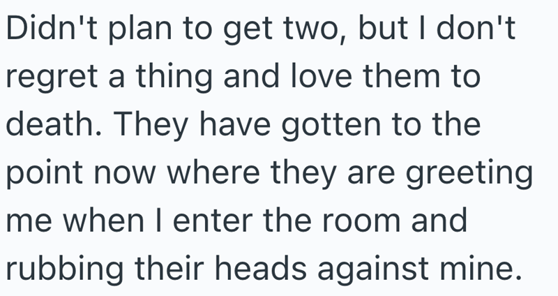 Didn't plan to get two, but I don't regret a thing and love them to death. They have gotten to the point now where they are greeting me when I enter the room and rubbing their heads against mine.