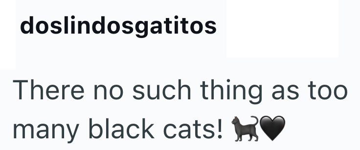 doslindosgatitos There no such thing as too many black cats! HK♥