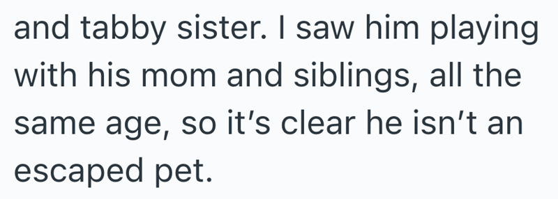 and tabby sister. I saw him playing with his mom and siblings, all the same age, so it's clear he isn't an escaped pet.
