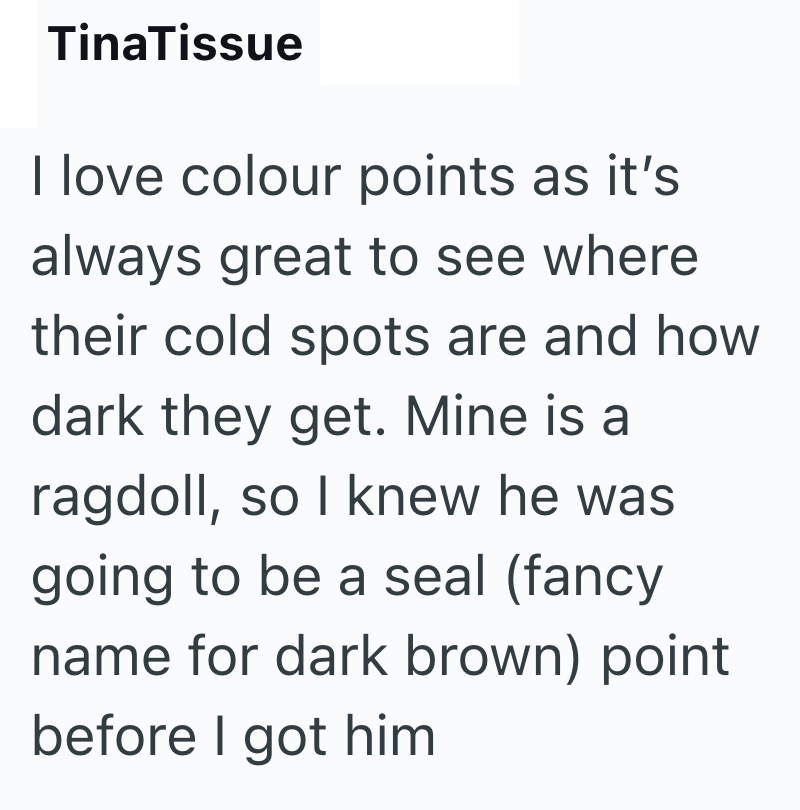 TinaTissue I love colour points as it's always great to see where their cold spots are and how dark they get. Mine is a ragdoll, so I knew he was going to be a seal (fancy name for dark brown) point before I got him