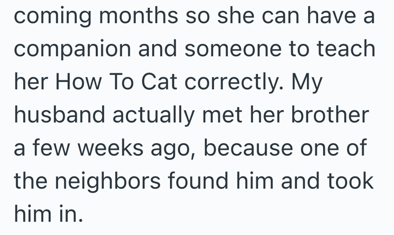 coming months so she can have a companion and someone to teach her How To Cat correctly. My husband actually met her brother a few weeks ago, because one of the neighbors found him and took him in.