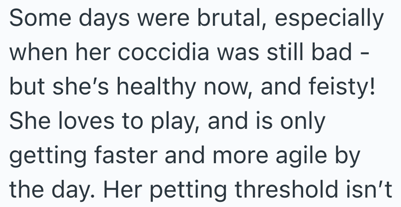 Some days were brutal, especially when her coccidia was still bad but she's healthy now, and feisty! She loves to play, and is only getting faster and more agile by the day. Her petting threshold isn't