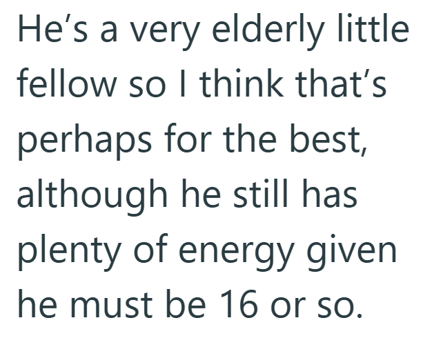 He's a very elderly little fellow so I think that's perhaps for the best, although he still has plenty of energy given he must be 16 or so.