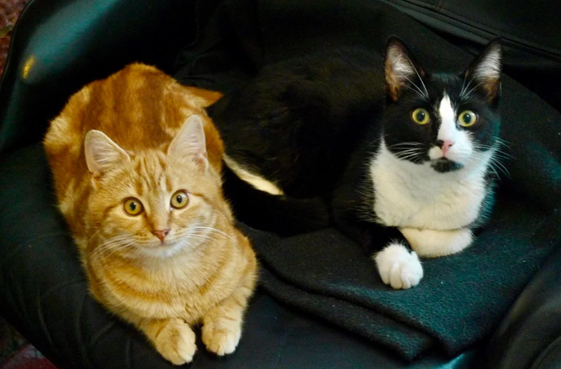 Cheezburger Image 10642939648