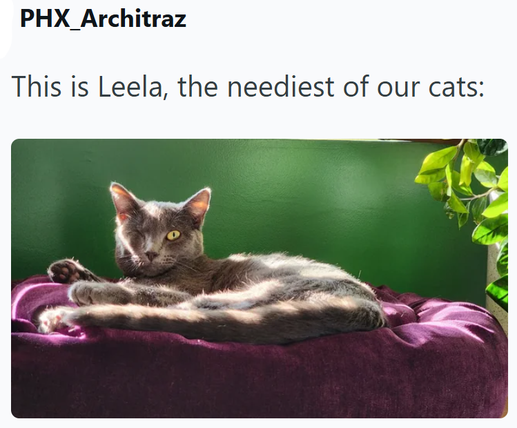 PHX Architraz This is Leela, the neediest of our cats: