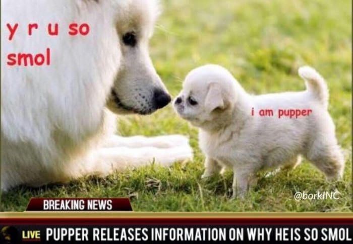 yruso smol i am pupper @borkINC BREAKING NEWS LIVE PUPPER RELEASES INFORMATION ON WHY HEIS SO SMOL