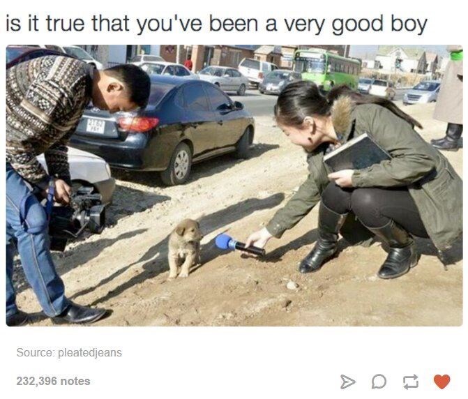 is it true that you've been a very good boy 2162 Source: pleatedjeans 232,396 notes D