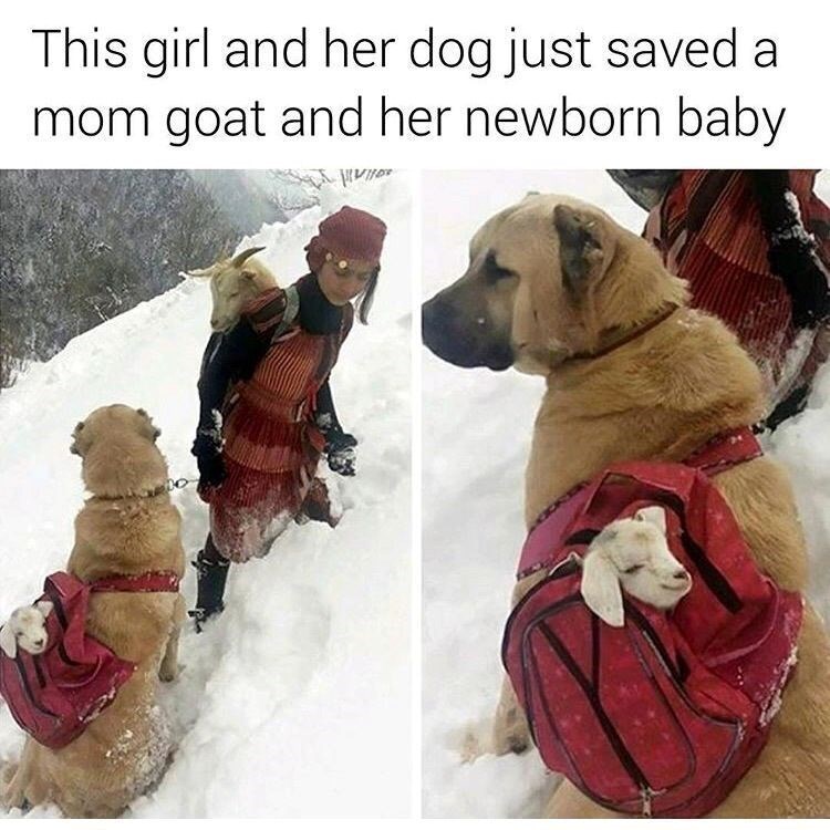 This girl and her dog just saved a mom goat and her newborn baby {V{{px