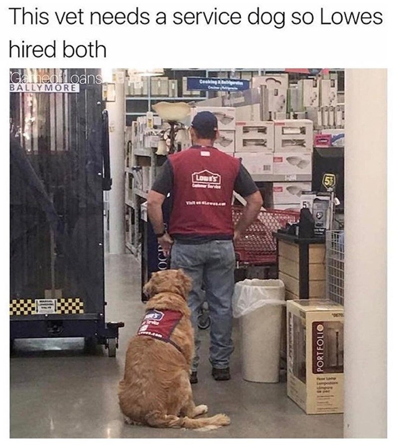 This vet needs a service dog so Lowes hired both Gathed floans BALLYMORE Cooking & Bagratin Crainer Notifeni Lowe's Comer Service PORTFOLIO Peer Lane 5% S 0670