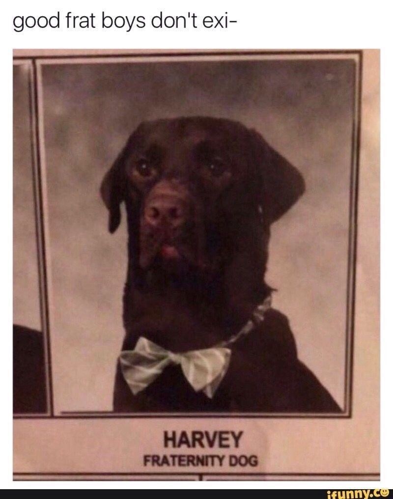 good frat boys don't exi- HARVEY FRATERNITY DOG ifunny.co