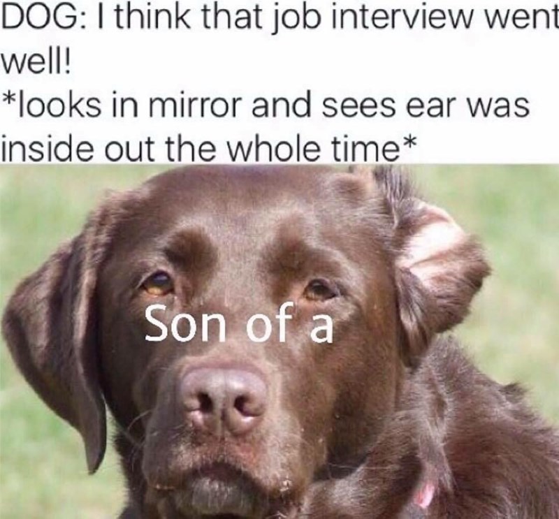 DOG: I think that job interview went well! *looks in mirror and sees ear was inside out the whole time* Son of a