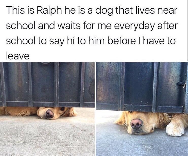 This is Ralph he is a dog that lives near school and waits for me everyday after school to say hi to him before I have to leave