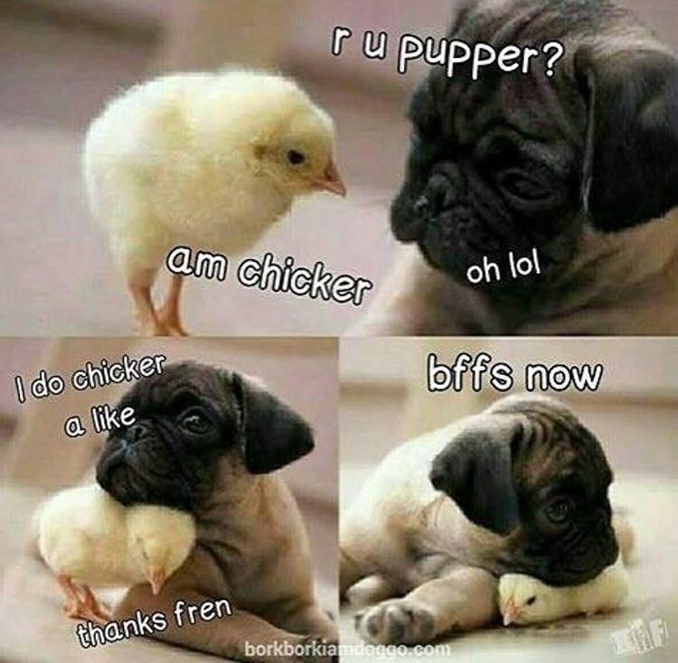 ru pupper? I do chicker a like am chicker thanks fren borkborkiamdoggo.com oh lol bffs now
