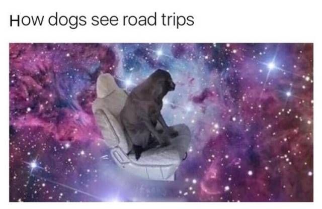 How dogs see road trips