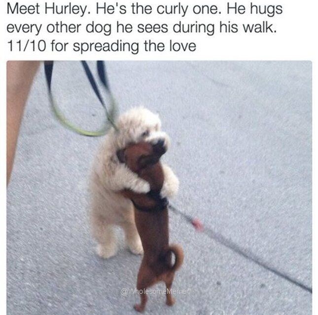 Meet Hurley. He's the curly one. He hugs every other dog he sees during his walk. 11/10 for spreading the love @WholesomeMeme