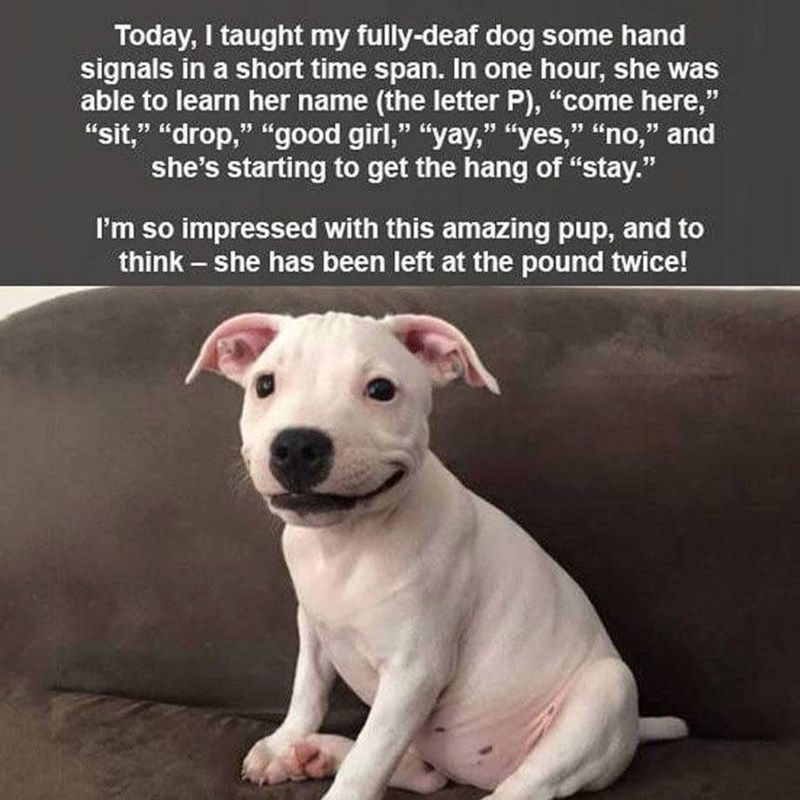 Today, I taught my fully-deaf dog some hand signals in a short time span. In one hour, she was able to learn her name (the letter P), "come here," "sit," "drop," "good girl," "yay," "yes," "no," and she's starting to get the hang of "stay." I'm so impressed with this amazing pup, and to think - she has been left at the pound twice!