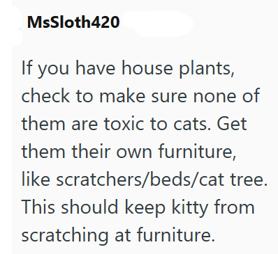 MsSloth420 If you have house plants, check to make sure none of them are toxic to cats. Get them their own furniture, like scratchers/beds/cat tree. This should keep kitty from scratching at furniture.