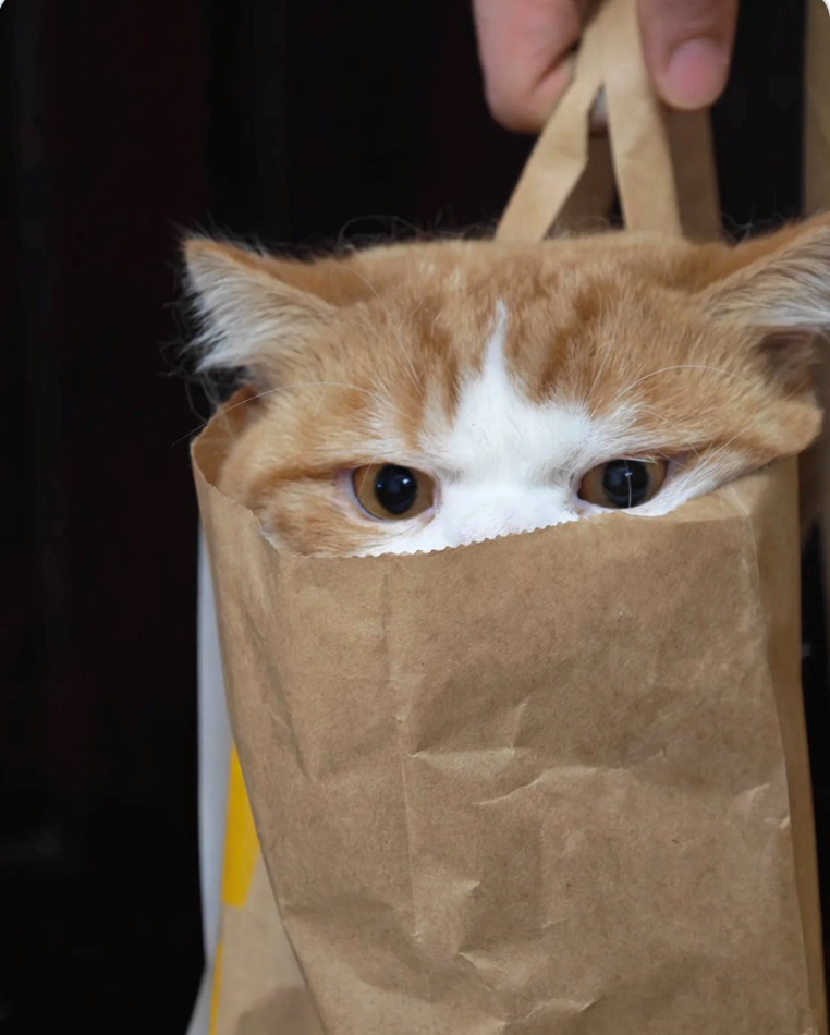 Cheezburger Image 10642984704