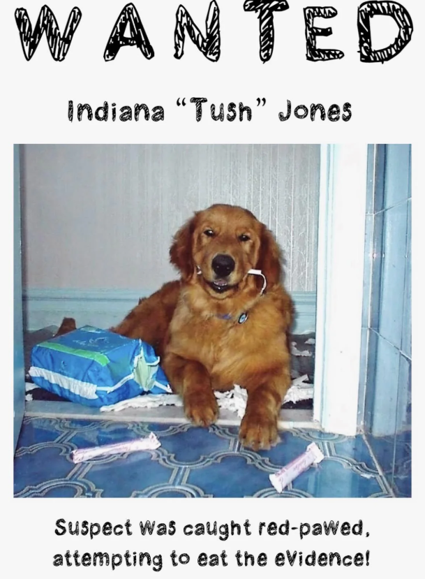 WANTED Indiana "Tush" Jones Suspect was caught red-pawed, attempting to eat the evidence!
