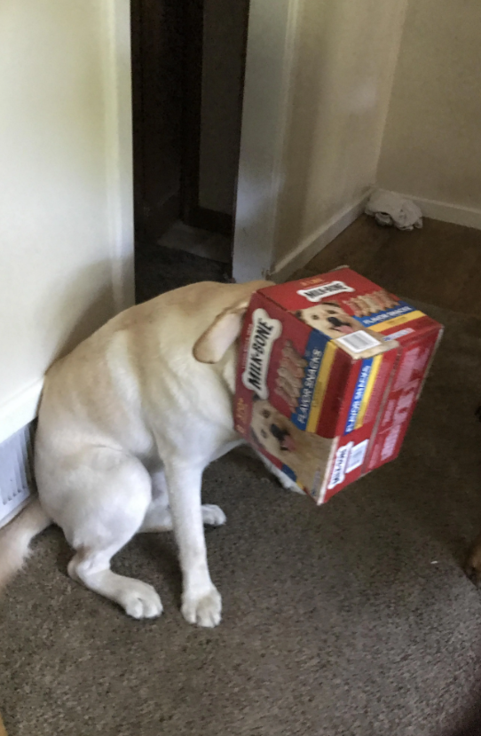 MILK-BONE FLAVOR SNACKS