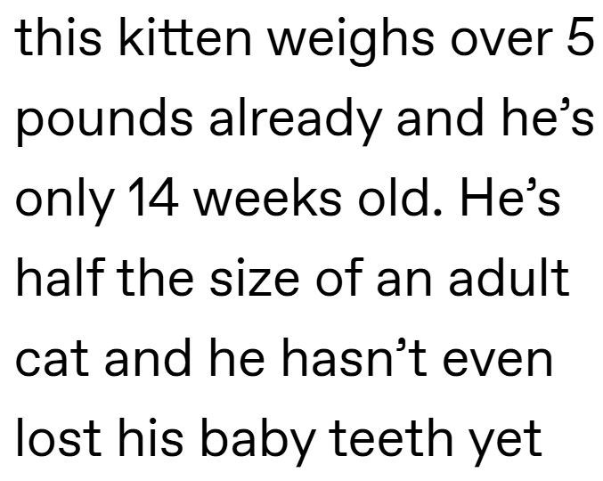 this kitten weighs over 5 pounds already and he's only 14 weeks old. He's half the size of an adult cat and he hasn't even lost his baby teeth yet