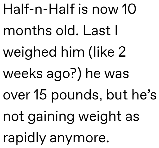 Half-n-Half is now 10 months old. Last I weighed him (like 2 weeks ago?) he was over 15 pounds, but he's not gaining weight as rapidly anymore.