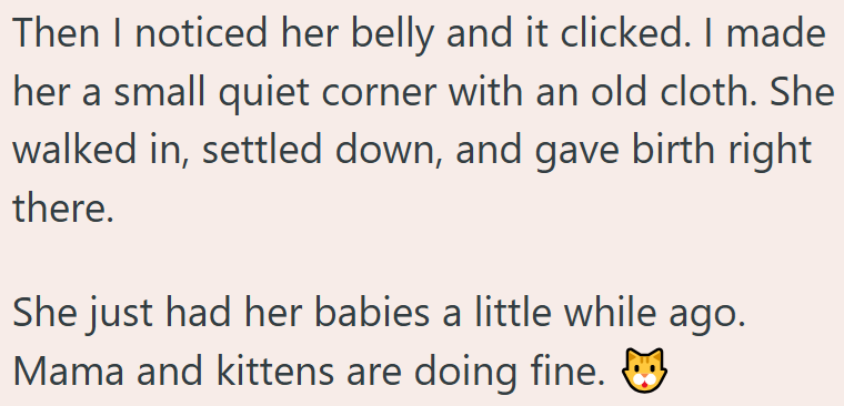 Then I noticed her belly and it clicked. I made her a small quiet corner with an old cloth. She walked in, settled down, and gave birth right there. She just had her babies a little while ago. Mama and kittens are doing fine.