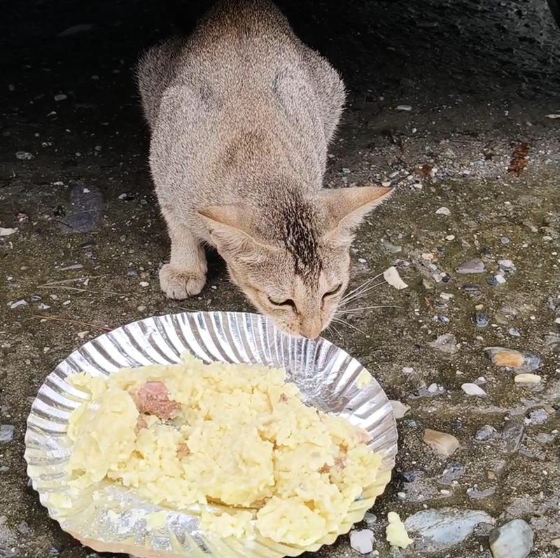 Cheezburger Image 10643055616
