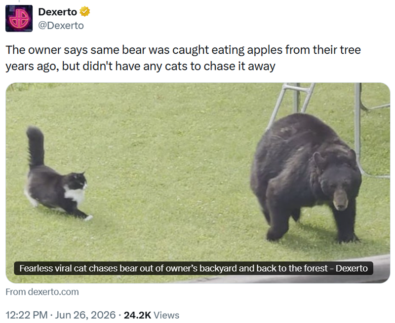 Dexerto @Dexerto The owner says same bear was caught eating apples from their tree years ago, but didn't have any cats to chase it away Fearless viral cat chases bear out of owner's backyard and back to the forest - Dexerto From dexerto.com 12:22 PM · Jun 26, 2026 · 24.2K Views