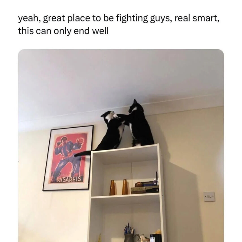 yeah, great place to be fighting guys, real smart, this can only end well PASAREIS