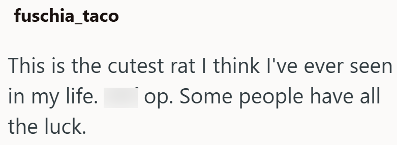 fuschia_taco This is the cutest rat I think I've ever seen in my life. the luck. op. Some people have all