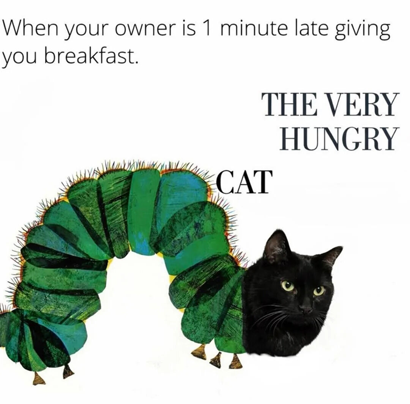When your owner is 1 minute late giving you breakfast. THE VERY HUNGRY CAT