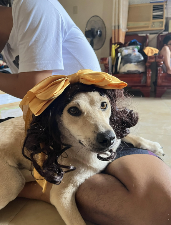 Cheezburger Image 10643087104