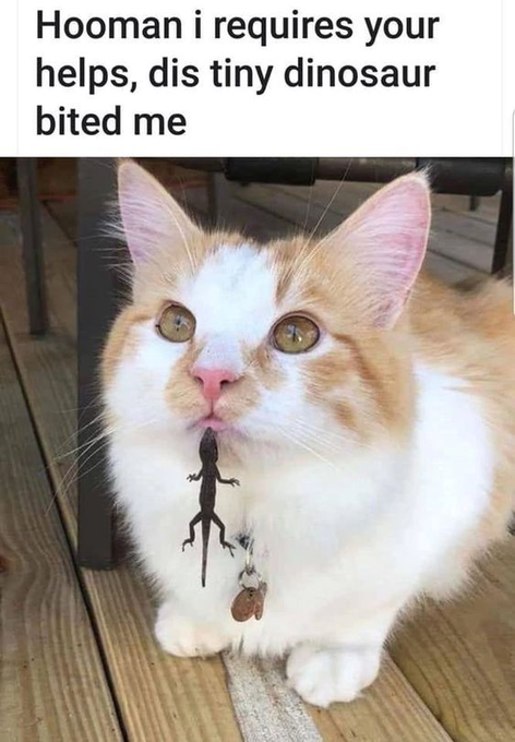 Hooman i requires your helps, dis tiny dinosaur bited me
