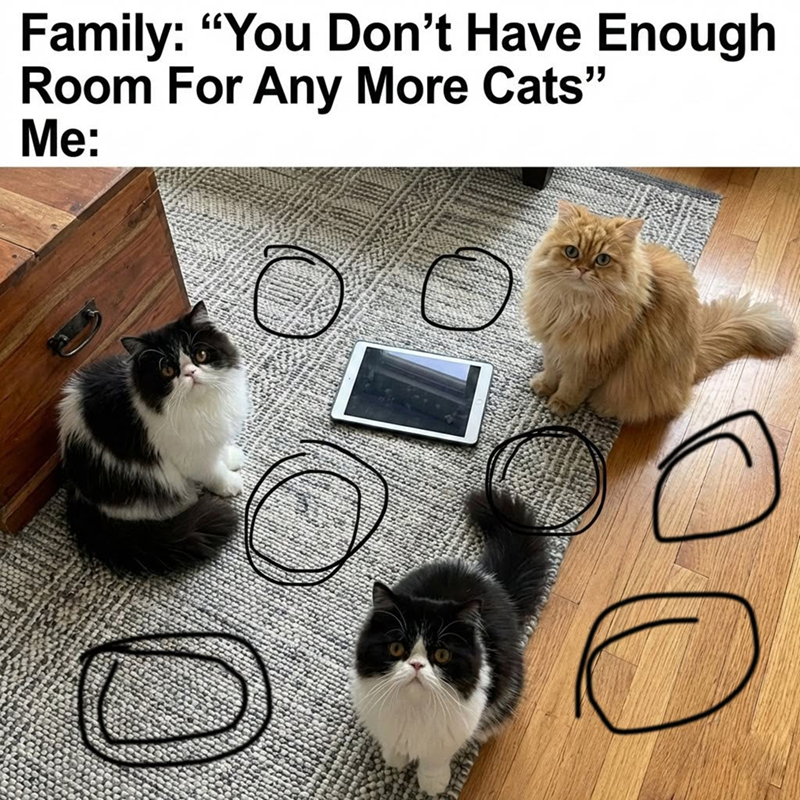 Family: "You Don't Have Enough Room For Any More Cats" Me: