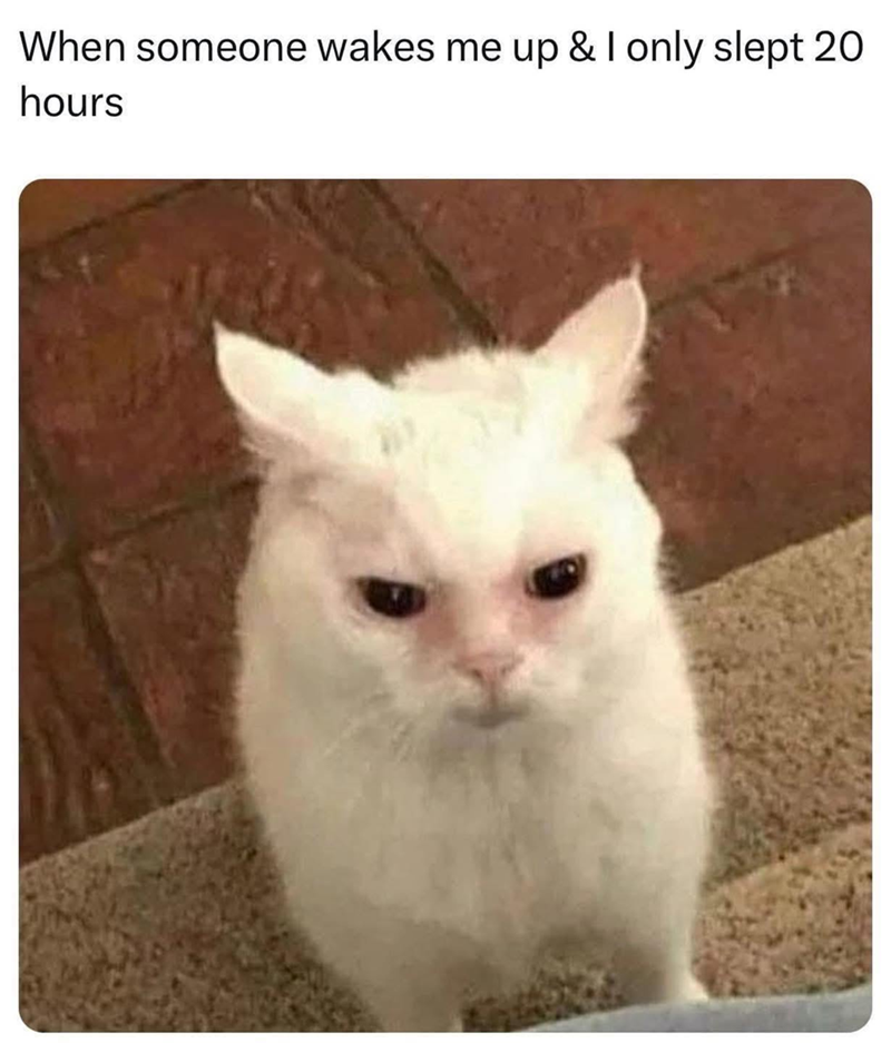 When someone wakes me up & I only slept 20 hours