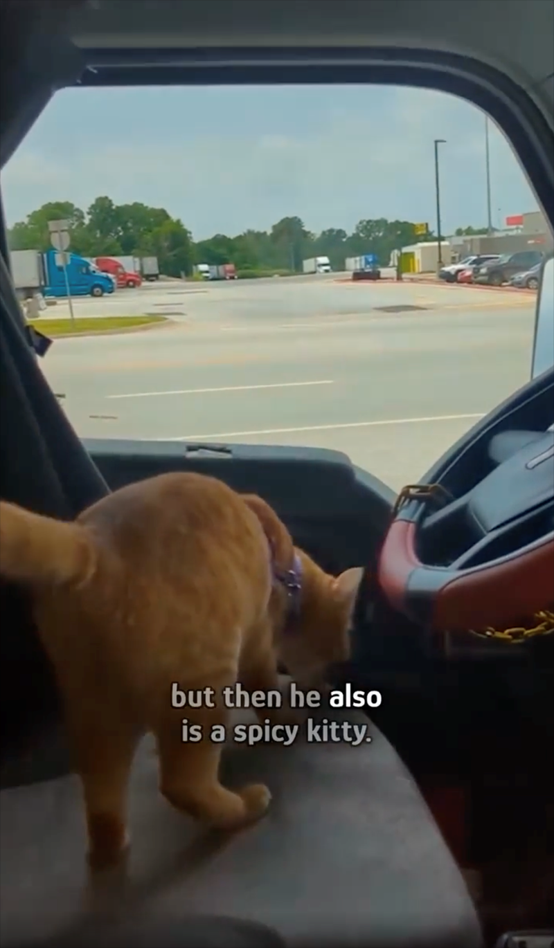but then he also is a spicy kitty.