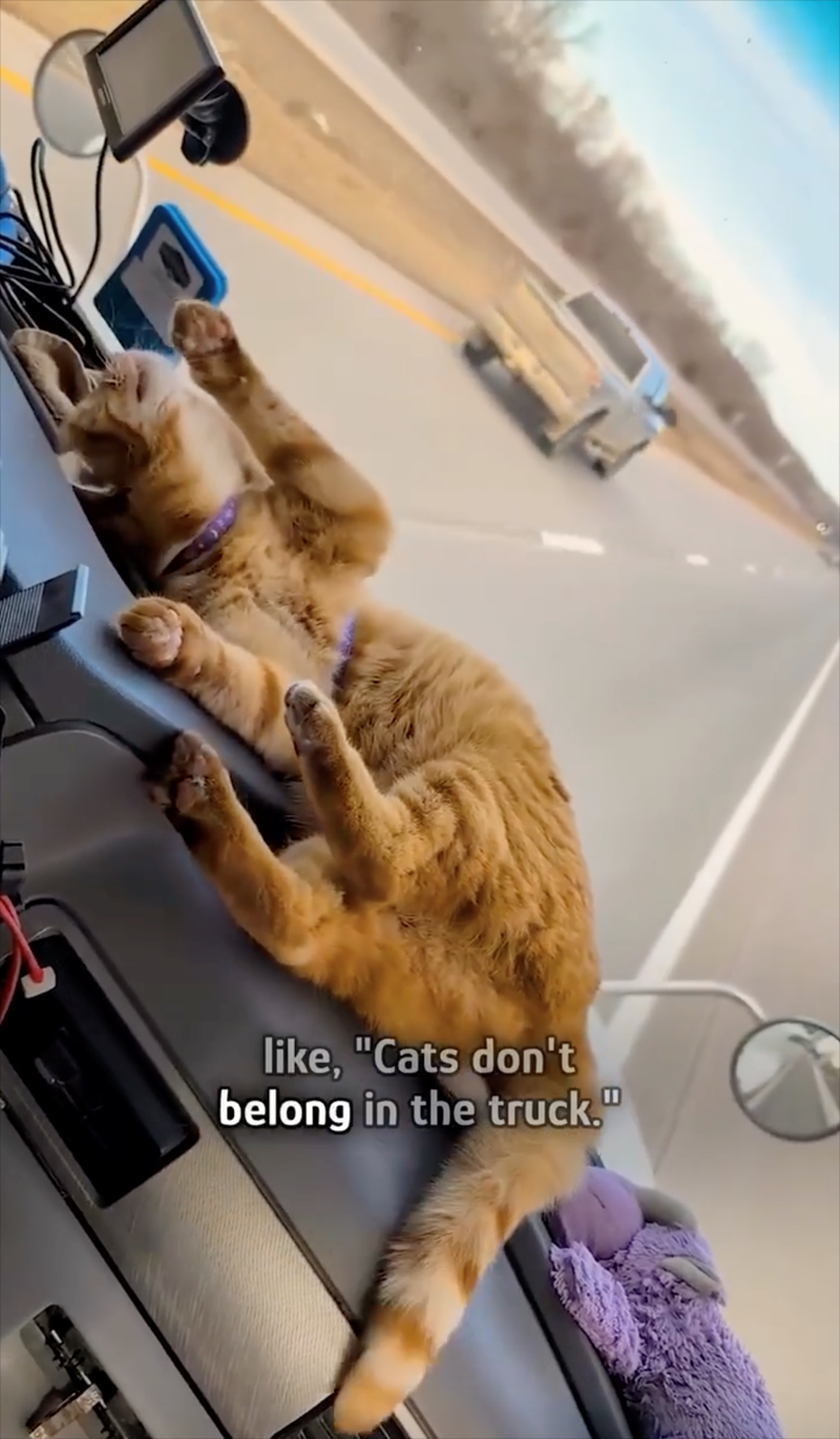 like, "Cats don't belong in the truck."