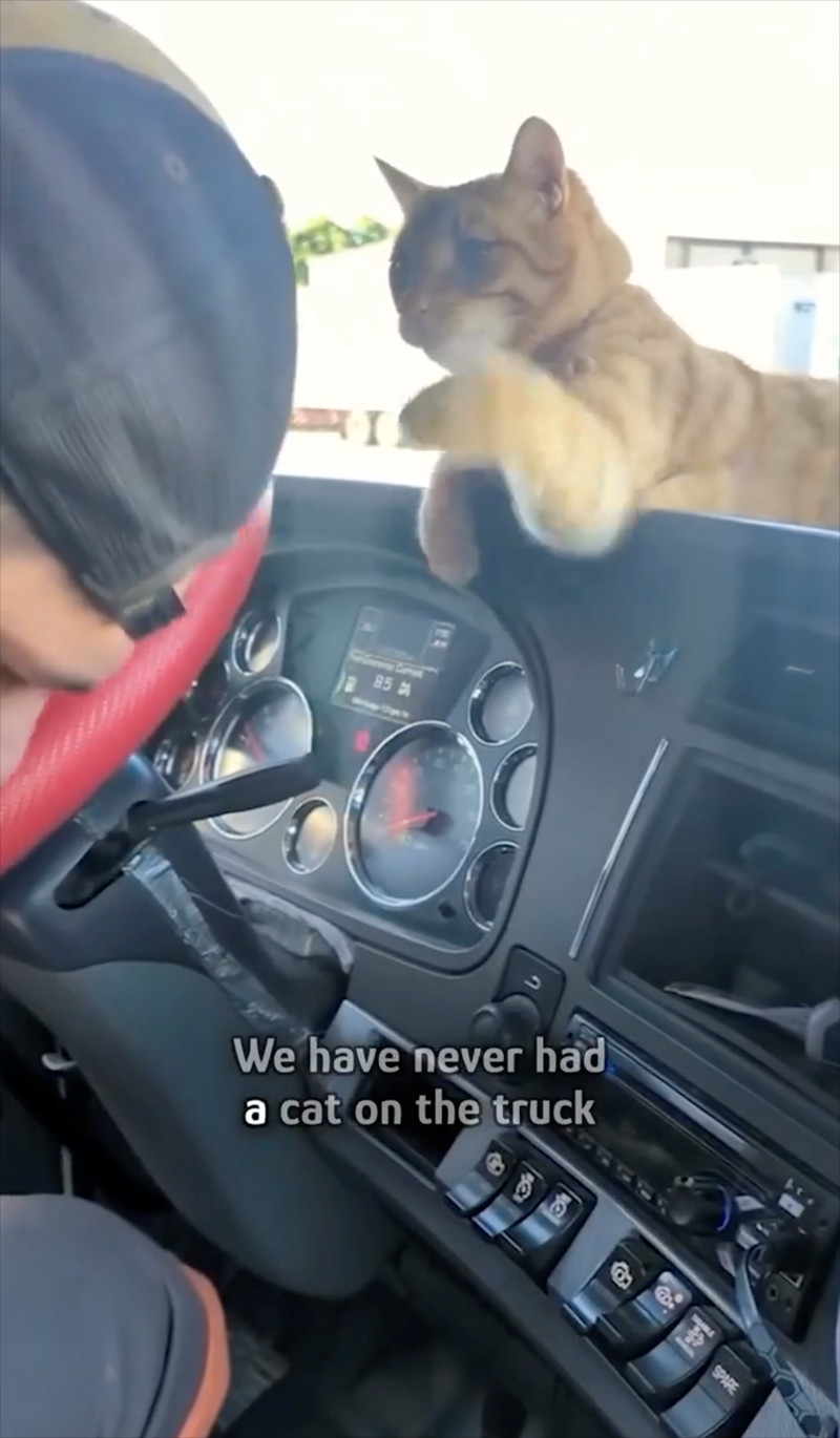 85 We have never had a cat on the truck 999 SPARE