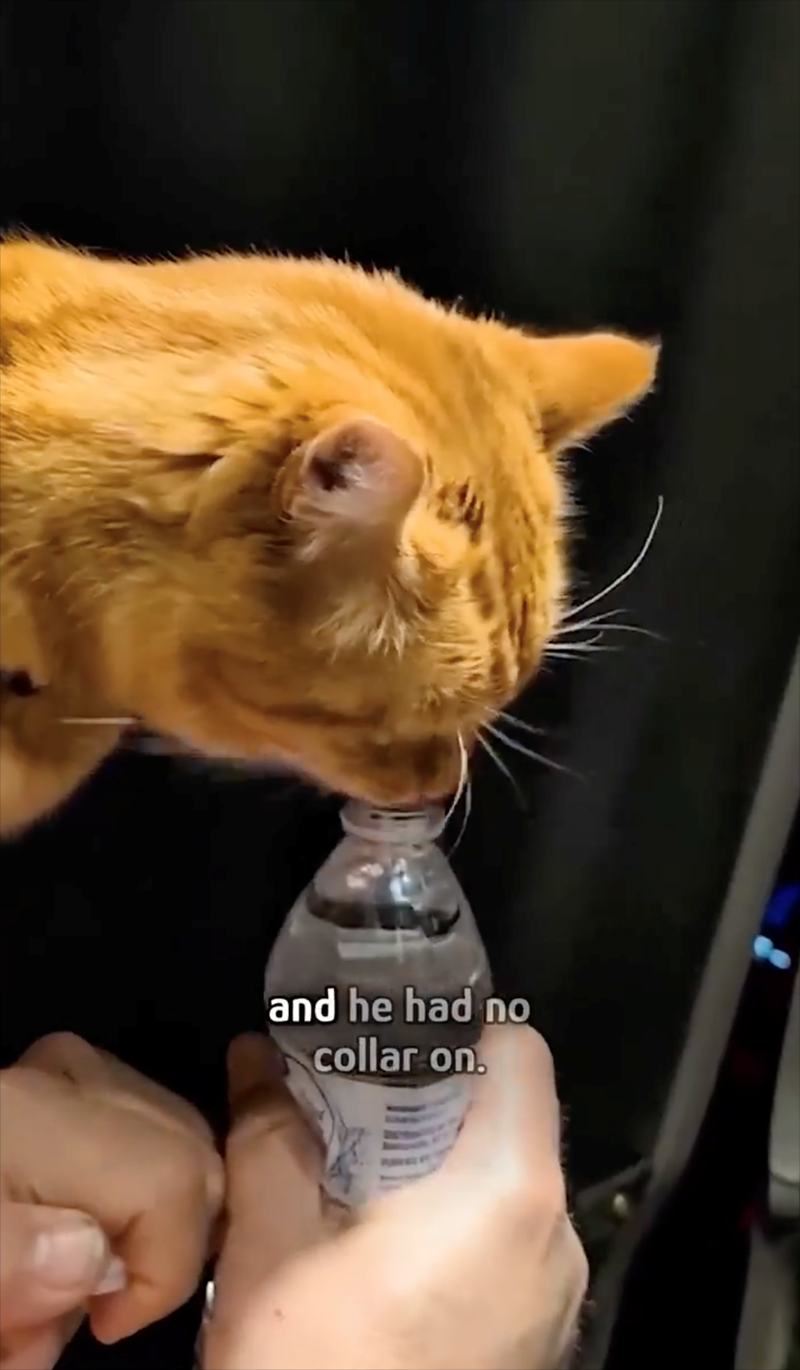 and he had no collar on.