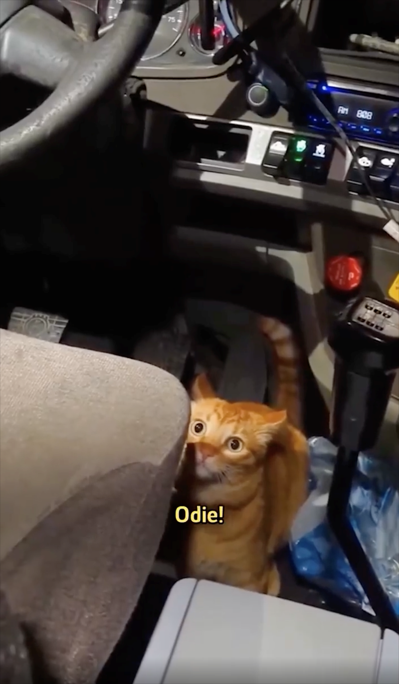 Odie!