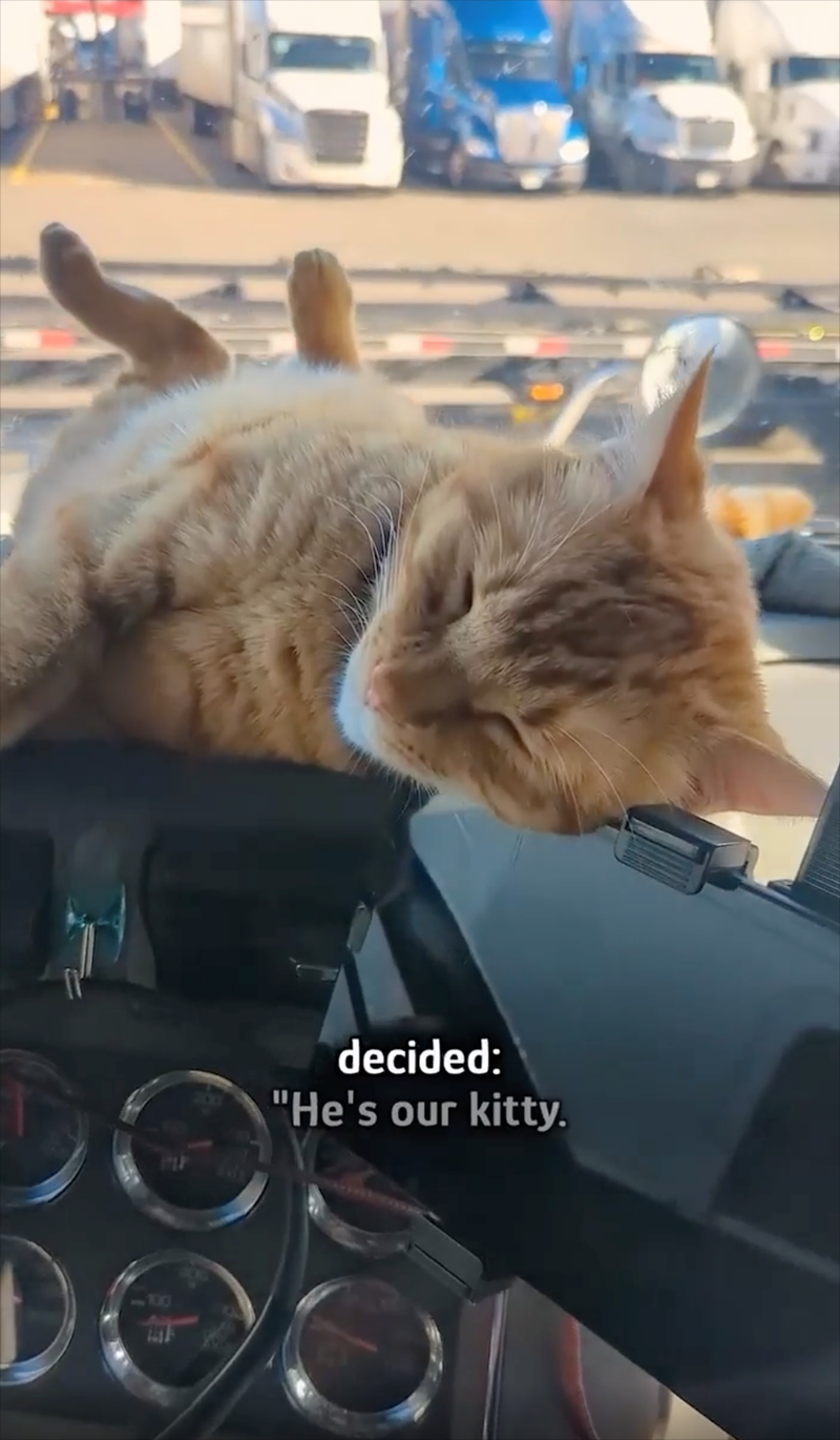 <<-100 decided: "He's our kitty.