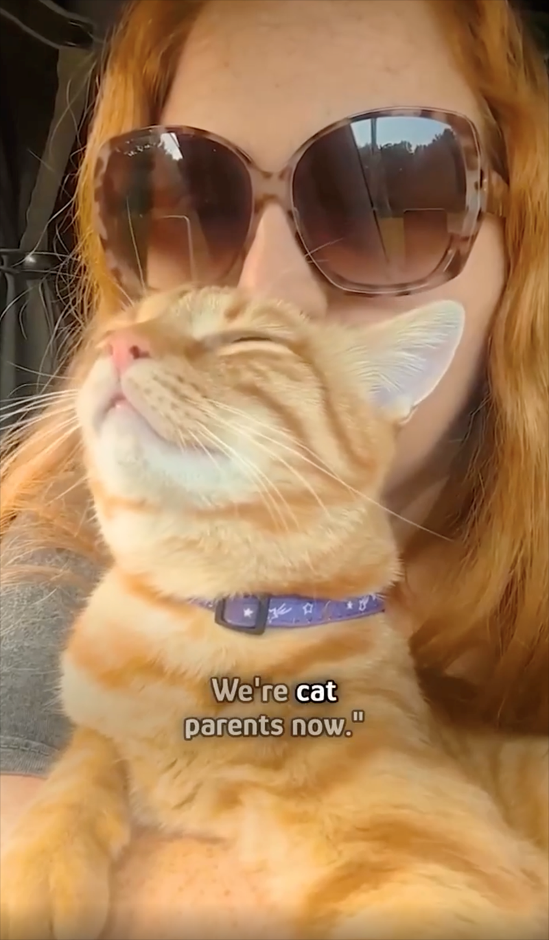We're cat parents now."