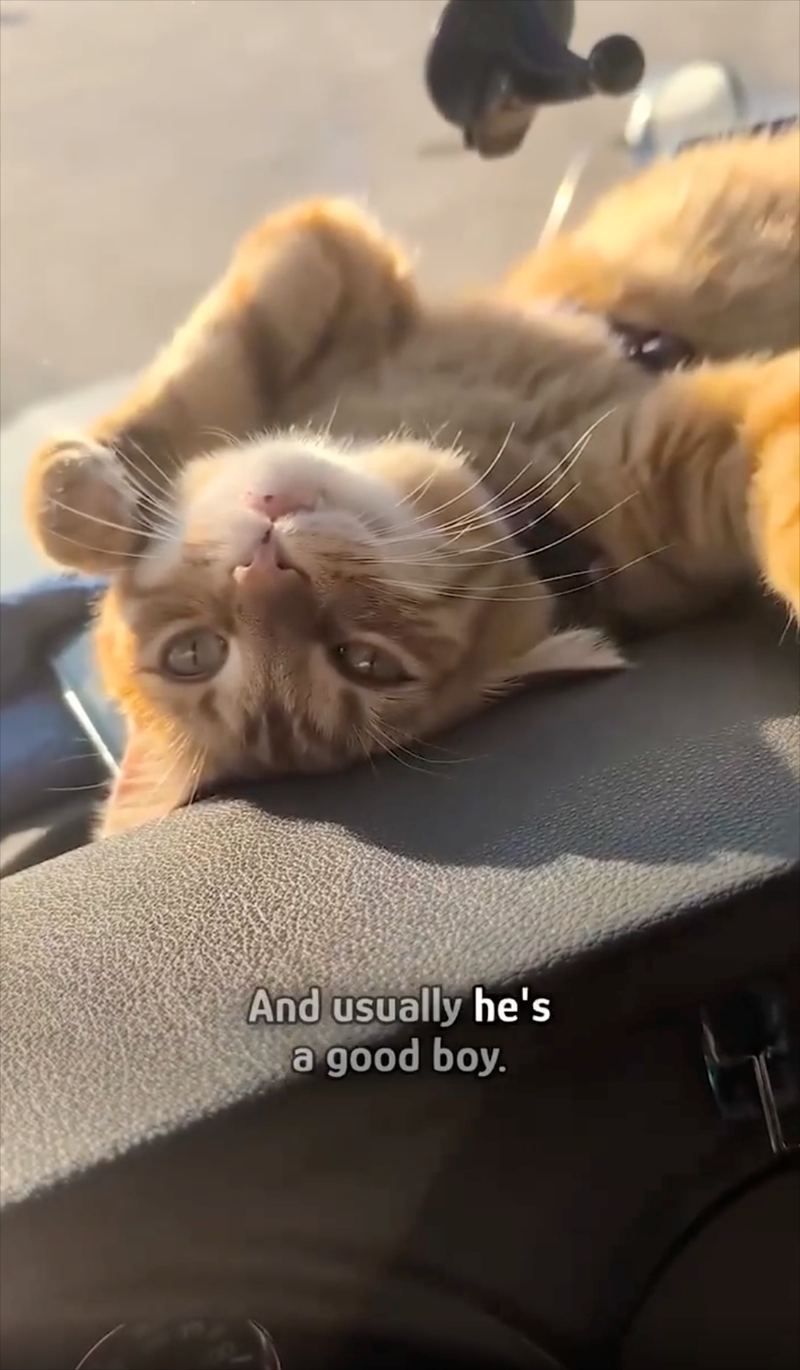 And usually he's a good boy.