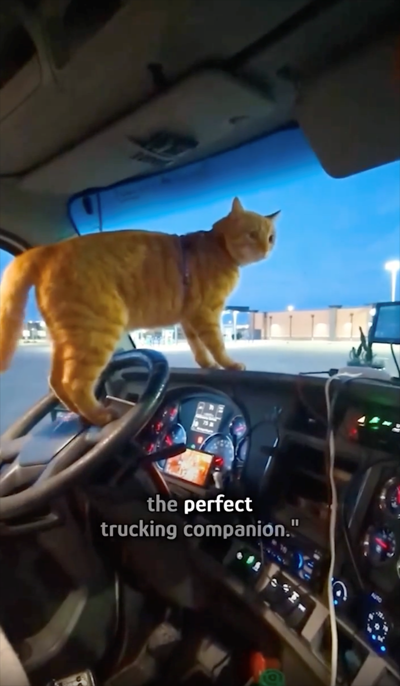 75 a the perfect trucking companion."